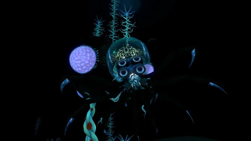 Blood Kelp Zone