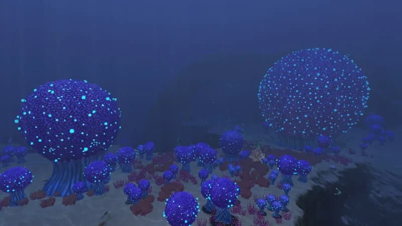 Bulb Zone
