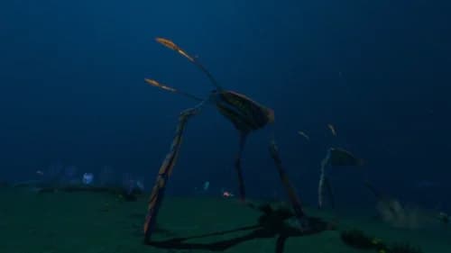Sea Treader's Path