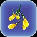 Creepvine Seed Cluster